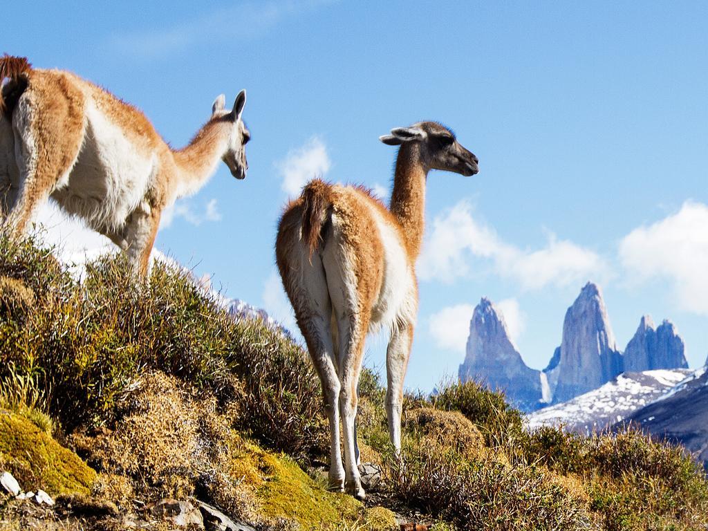 Noi Indigo Patagonia Hotell Puerto Natales Exteriör bild